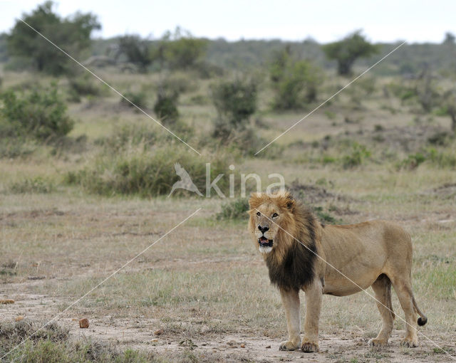 Leeuw (Panthera leo)