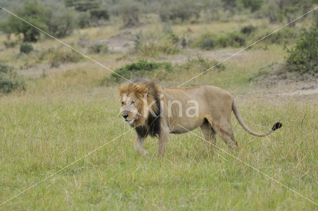 Leeuw (Panthera leo)