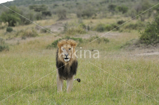 Lion (Panthera leo)