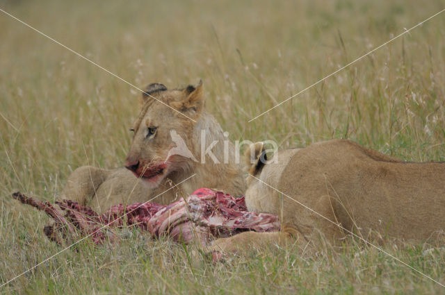 Leeuw (Panthera leo)