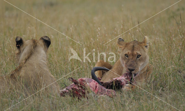 Leeuw (Panthera leo)