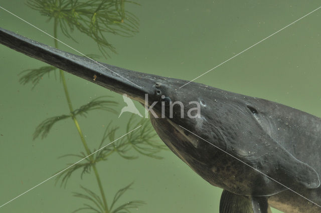 American paddlefish (Polyodon spathula)