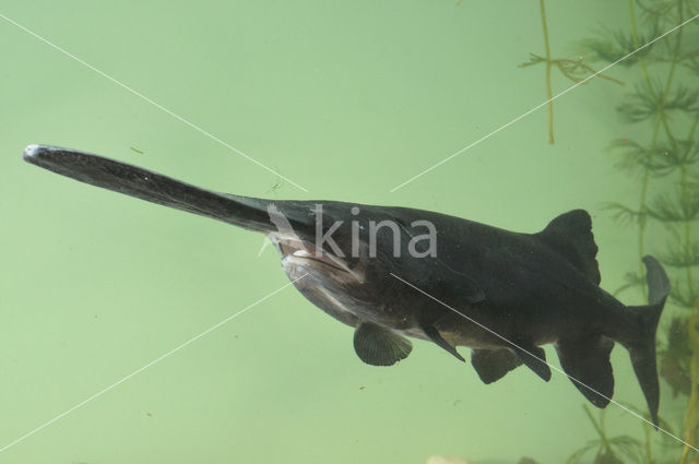 American paddlefish (Polyodon spathula)