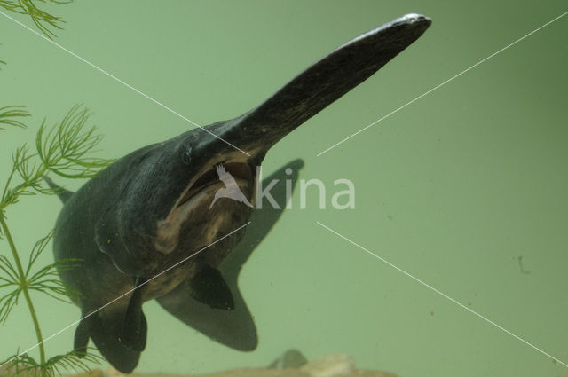American paddlefish (Polyodon spathula)