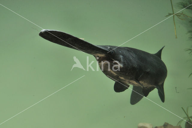 Lepelsteur (Polyodon spathula)