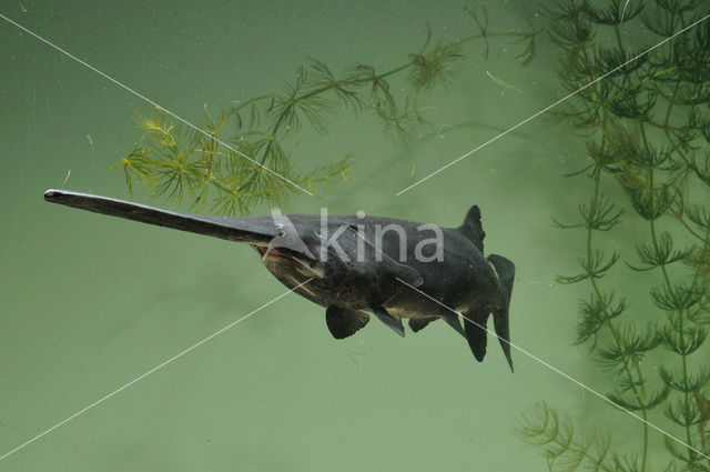 Lepelsteur (Polyodon spathula)