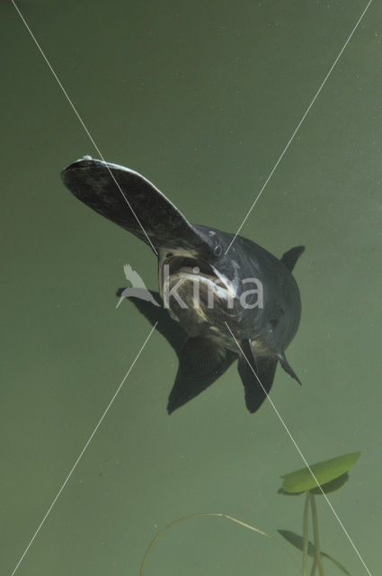 American paddlefish (Polyodon spathula)