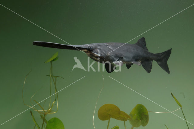 Lepelsteur (Polyodon spathula)