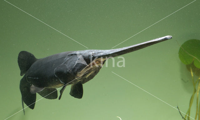 Lepelsteur (Polyodon spathula)