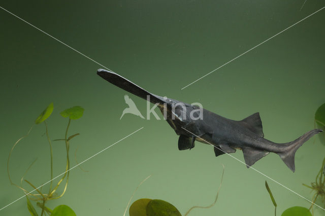 American paddlefish (Polyodon spathula)