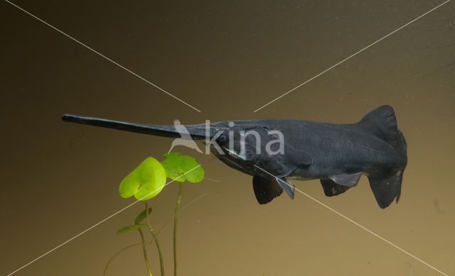 American paddlefish (Polyodon spathula)