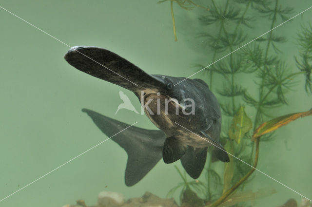 American paddlefish (Polyodon spathula)