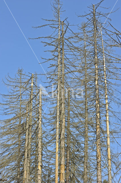 Spruce Bark Beetle (Ips typographus)