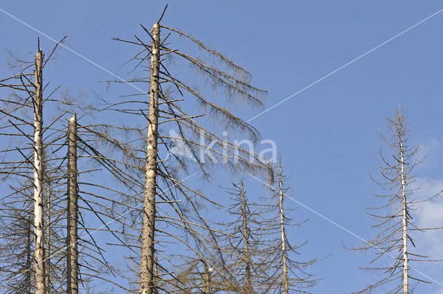 Spruce Bark Beetle (Ips typographus)