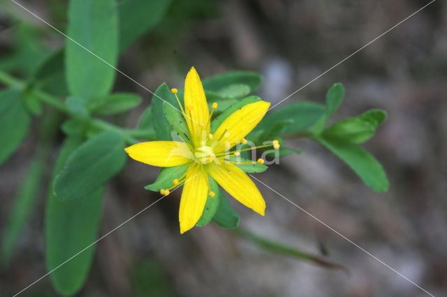 Liggend hertshooi (Hypericum humifusum)