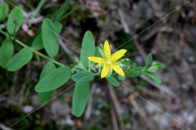 Trailing St John’s-wort (Hypericum humifusum)