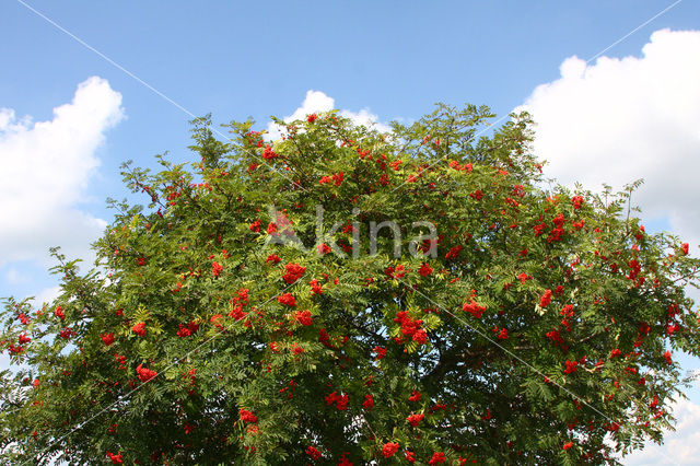 Moutain Ash (Sorbus)