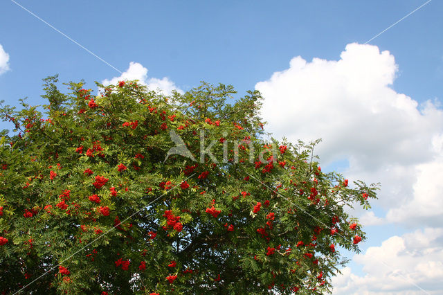 Moutain Ash (Sorbus)