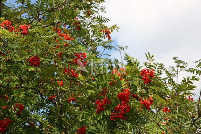 Moutain Ash (Sorbus)