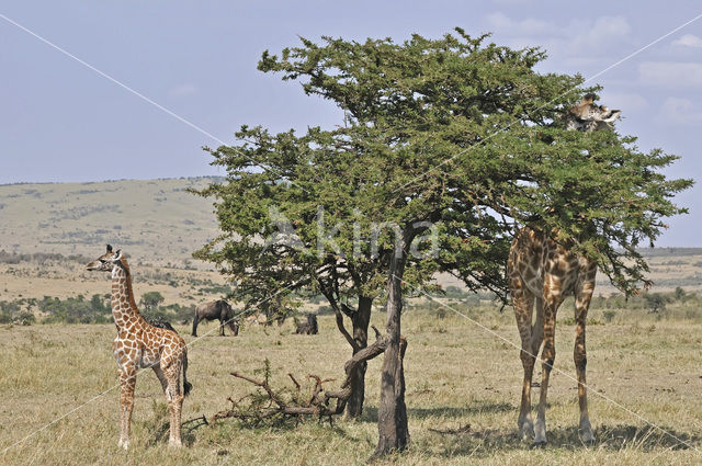 Masai giraffe (Giraffa camelopardalis tippelskirchi)