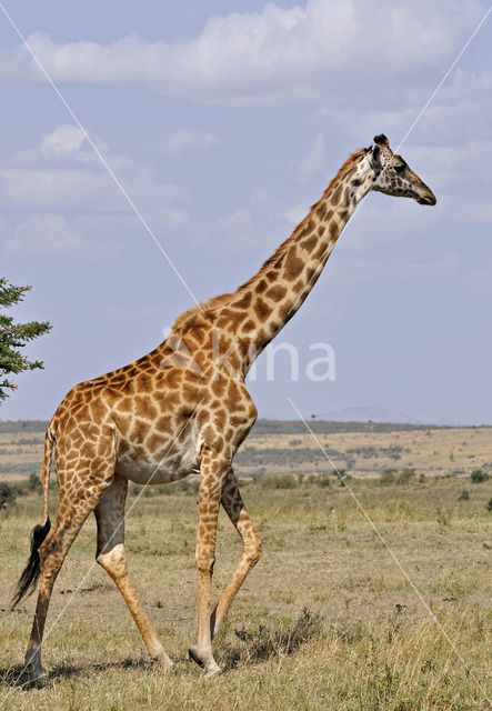 Masai giraffe (Giraffa camelopardalis tippelskirchi)