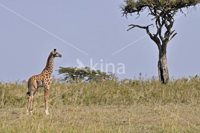 Masai giraffe (Giraffa camelopardalis tippelskirchi)