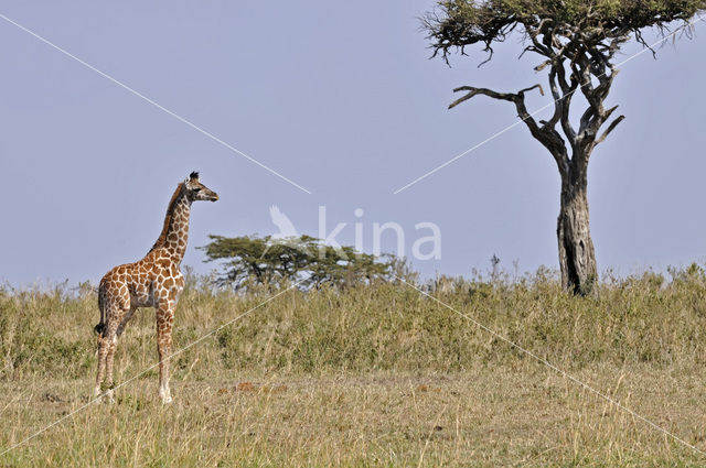 Masai giraffe (Giraffa camelopardalis tippelskirchi)
