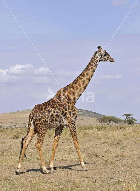 Masai giraffe (Giraffa camelopardalis tippelskirchi)