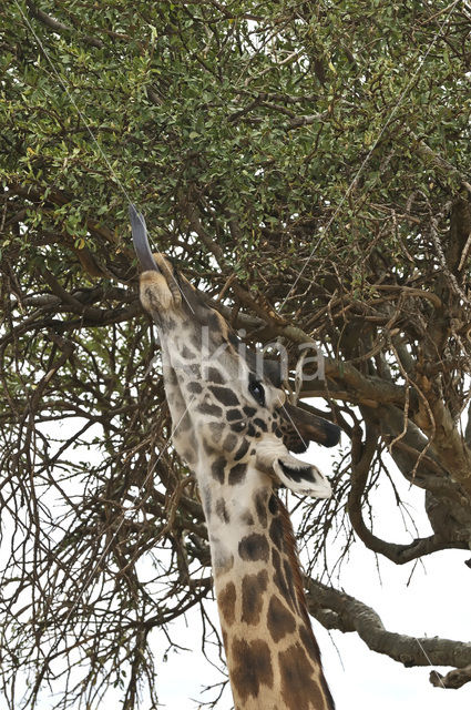 Masai giraffe (Giraffa camelopardalis tippelskirchi)