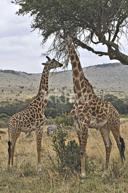 Masai giraffe (Giraffa camelopardalis tippelskirchi)