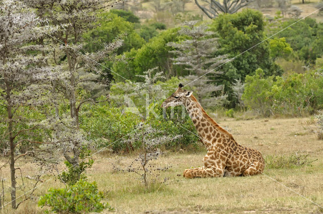 Masai giraffe (Giraffa camelopardalis tippelskirchi)