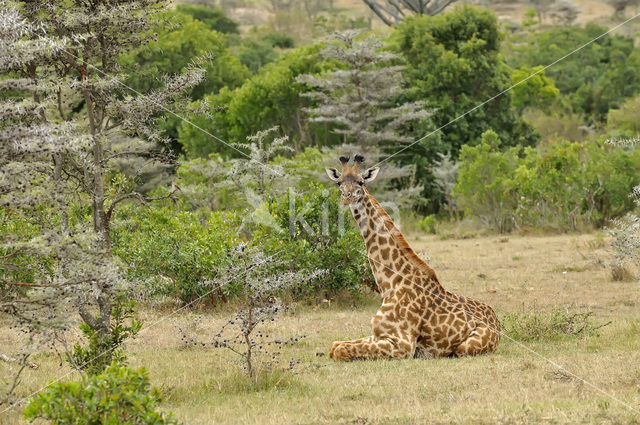 Masai giraffe (Giraffa camelopardalis tippelskirchi)