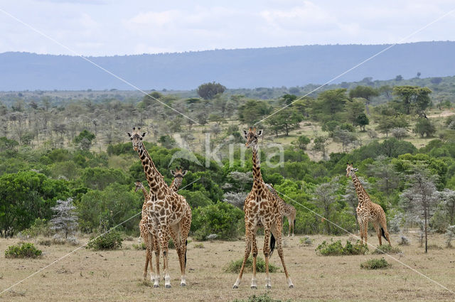 Masai giraffe (Giraffa camelopardalis tippelskirchi)