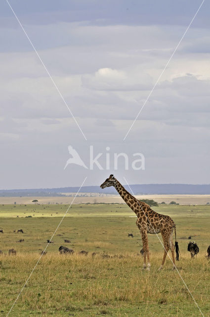 Masai giraffe (Giraffa camelopardalis tippelskirchi)