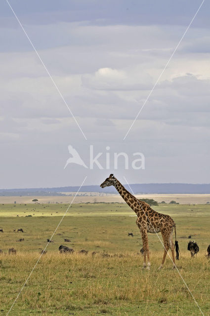 Masai giraffe (Giraffa camelopardalis tippelskirchi)