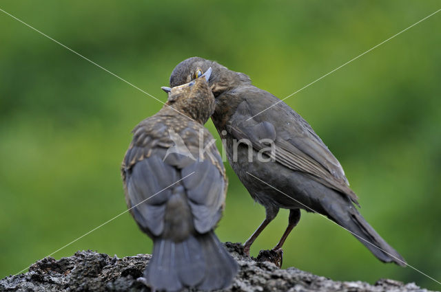 Merel (Turdus merula)