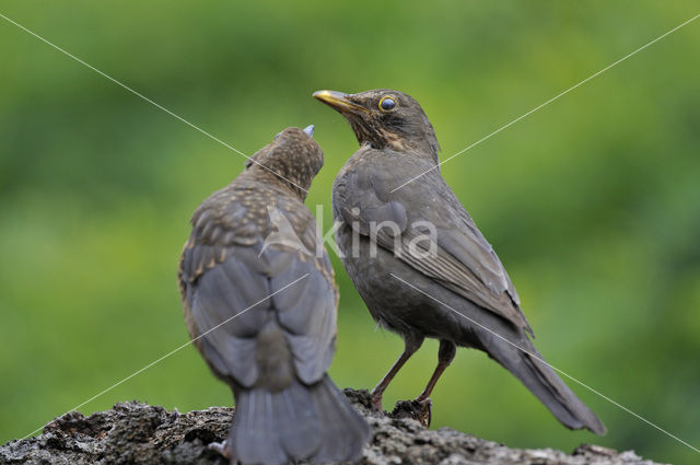 Eurasian Blackbird (Turdus merula)