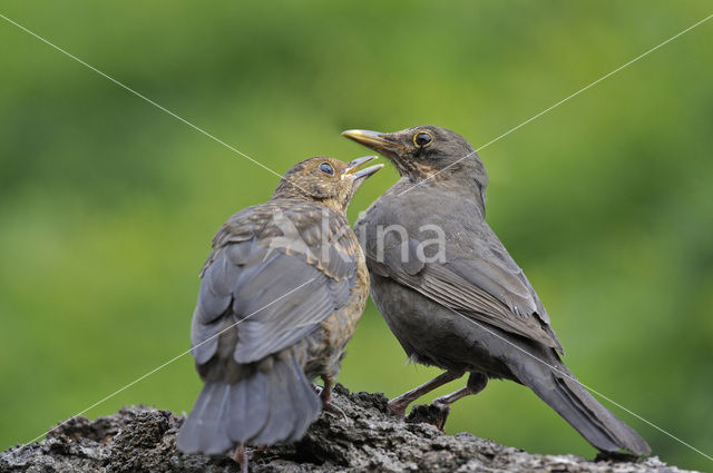 Eurasian Blackbird (Turdus merula)