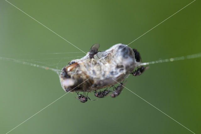 flies (Milichiidae)