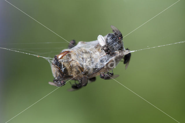 flies (Milichiidae)