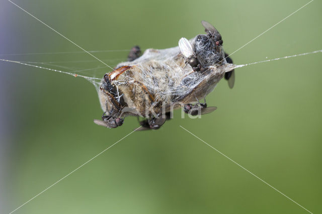 flies (Milichiidae)