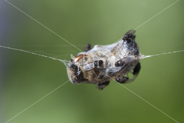 flies (Milichiidae)
