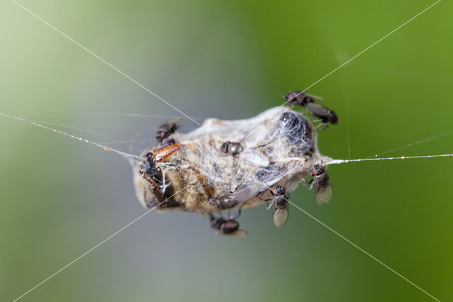 flies (Milichiidae)