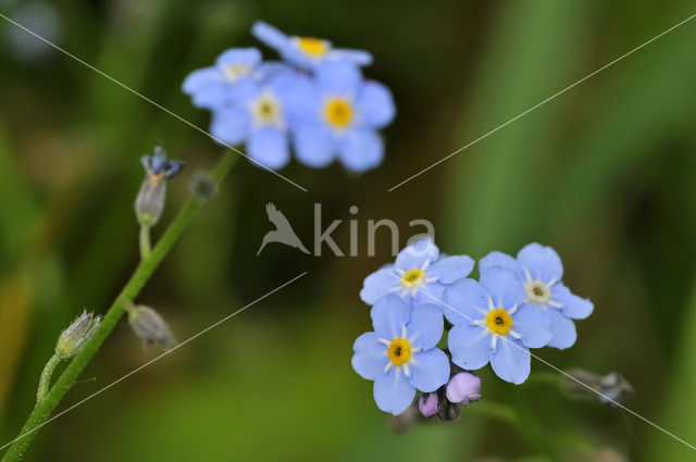 Moerasvergeet-mij-nietje (Myosotis scorpioides)