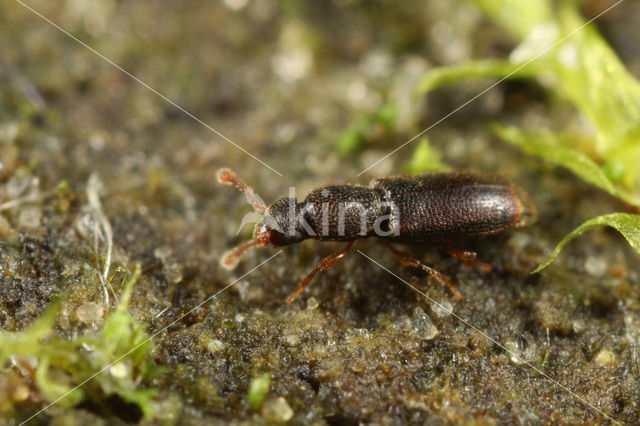 Monotoma longicollis