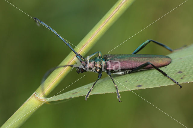 Musk Beetle (Aromia moschata)