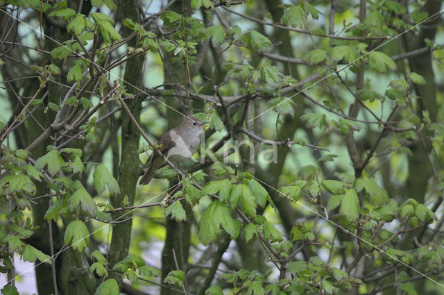 Common Nightingale (Luscinia megarhynchos)