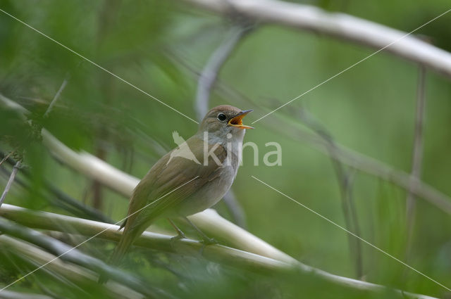 Common Nightingale (Luscinia megarhynchos)