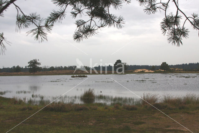 National Park Drents-Friese Wold