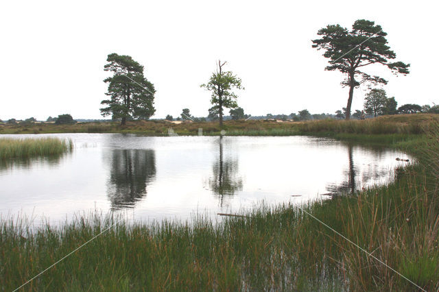 National Park Drents-Friese Wold